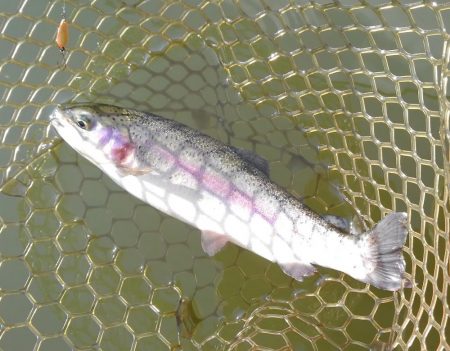 大安トラウトレイク釣果